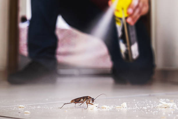 Best Affordable Pest Control Services  in High Bridge, WA